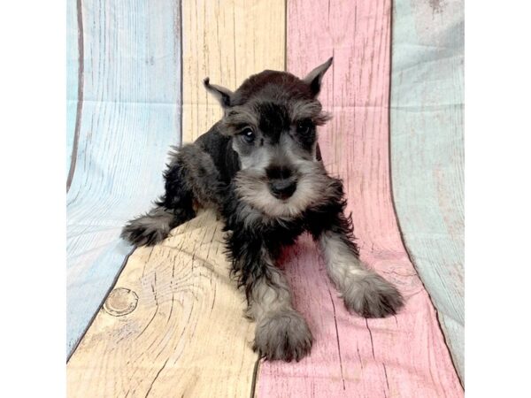 Miniature Schnauzer-DOG-Female-SALT PEPPER-14581-Petland Pickerington, Ohio