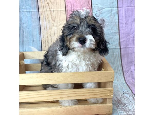Bernedoodle Mini-DOG-Male-Bl Mrl-14602-Petland Pickerington