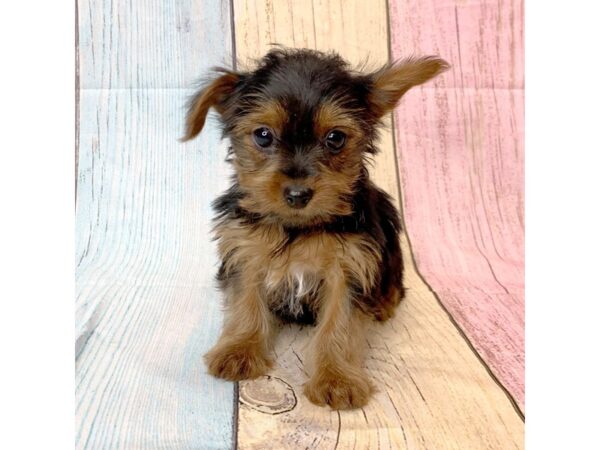 Yorkshire Terrier-DOG-Female-Black / Tan-14601-Petland Pickerington, Ohio