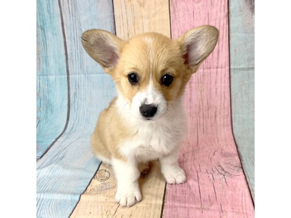 Pembroke Welsh Corgi-DOG-Female-Red / White-14600-Petland Pickerington, Ohio