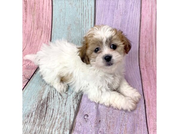 Teddy Bear-DOG-Female-BRN WH-14614-Petland Pickerington, Ohio