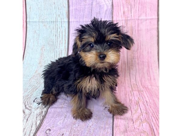 Yorkshire Terrier-DOG-Female-Black / Tan-14604-Petland Pickerington, Ohio