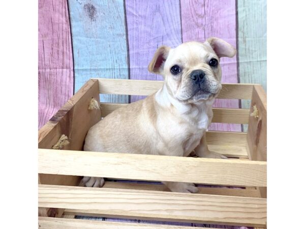 French Bulldog-DOG-Female-Cream-14609-Petland Pickerington, Ohio
