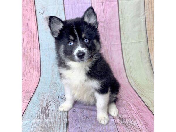 Pomsky-DOG-Male-Black Tan / White-14619-Petland Pickerington, Ohio