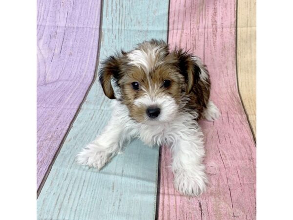 Yorkshire Terrier-DOG-Male-Gold Sable-14631-Petland Pickerington, Ohio