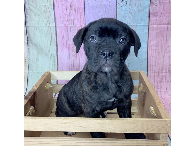 Cane Corso Puppies Breed Info Petland Pickerington, Ohio