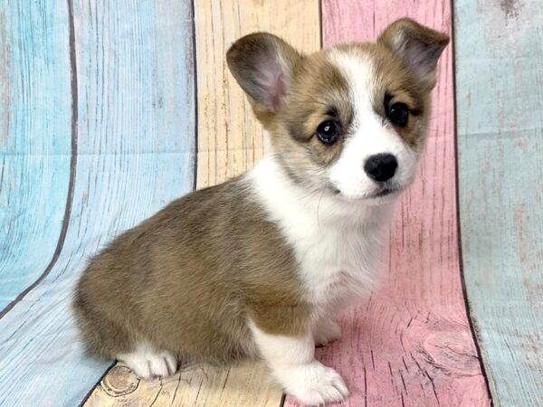 Pembroke Welsh Corgi-DOG-Female-Red Sable-14635-Petland Pickerington, Ohio