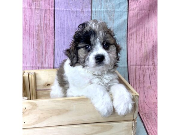 Daisy Dog-DOG-Male-BRN WH-14652-Petland Pickerington