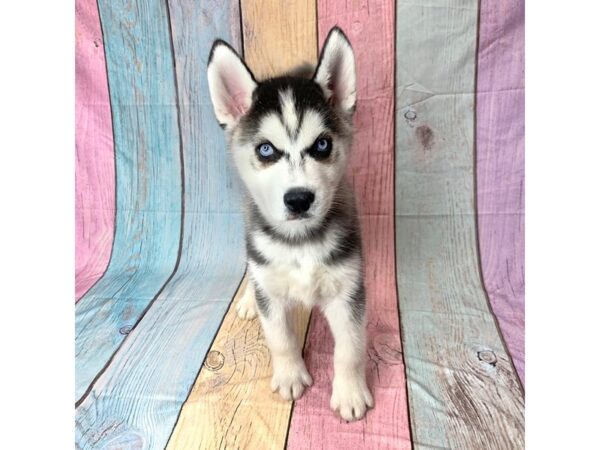 Siberian Husky-DOG-Male-Black / White-14643-Petland Pickerington, Ohio