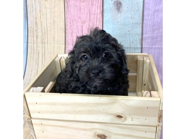 Shihpoo-DOG-Male-Black & White-14690-Petland Pickerington, Ohio