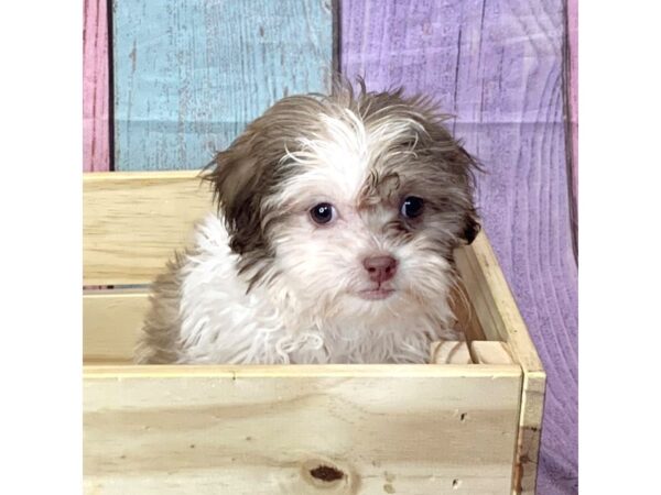 ShizaPoo-DOG-Female-Gold / White-14680-Petland Pickerington