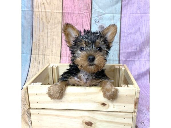 Yorkshire Terrier-DOG-Female-Black / Tan-14679-Petland Pickerington, Ohio