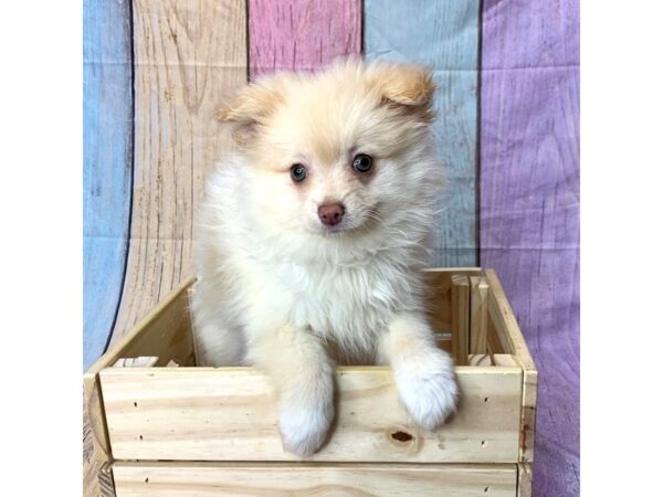 Pomeranian-DOG-Female-Cream-14674-Petland Pickerington, Ohio