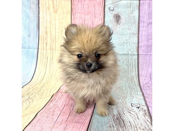 Pomeranian-DOG-Male-Cream Sable-14675-Petland Pickerington, Ohio