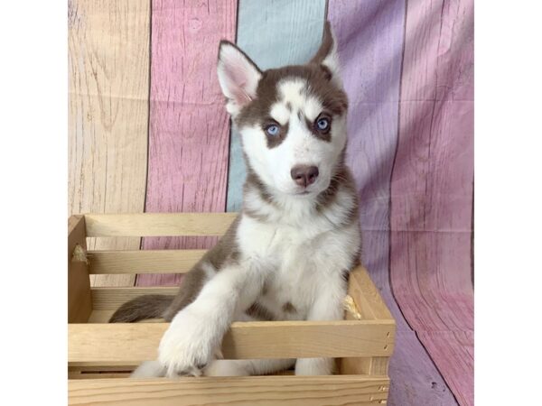 Siberian Husky-DOG-Female-Black / White-14677-Petland Pickerington, Ohio