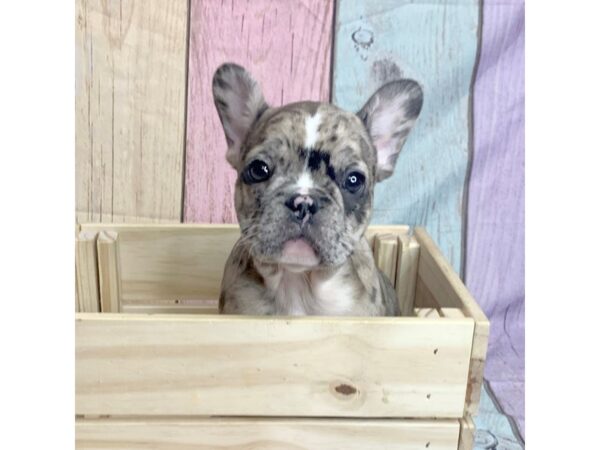 French Bulldog-DOG-Male-Merle-14697-Petland Pickerington, Ohio