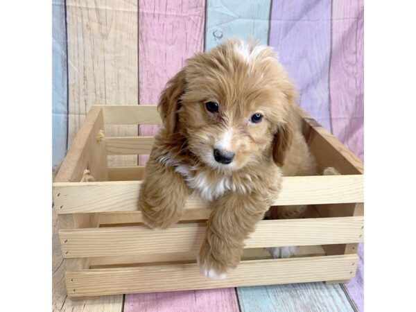Bernedoodle Mini-DOG-Female-Red-14696-Petland Pickerington