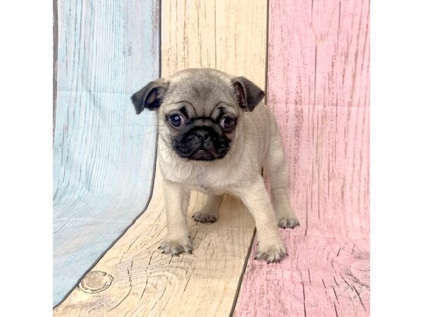 Pug-DOG-Female-Fawn-14722-Petland Pickerington, Ohio