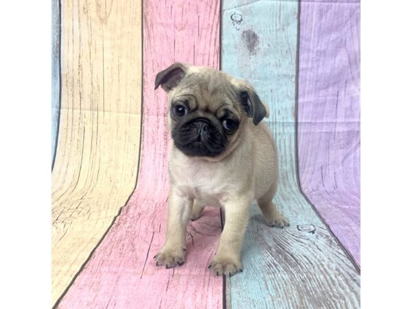 Pug-DOG-Male-Fawn-14721-Petland Pickerington, Ohio