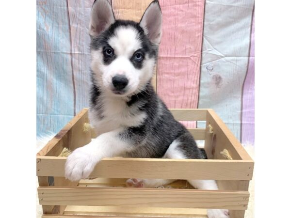 Siberian Husky-DOG-Female-Black / White-14729-Petland Pickerington, Ohio