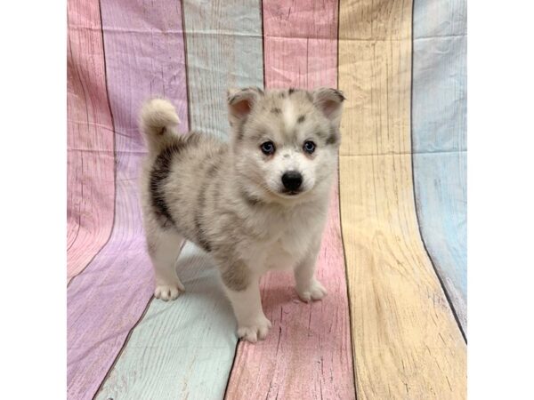 Pomsky-DOG-Male-Merle-14750-Petland Pickerington, Ohio