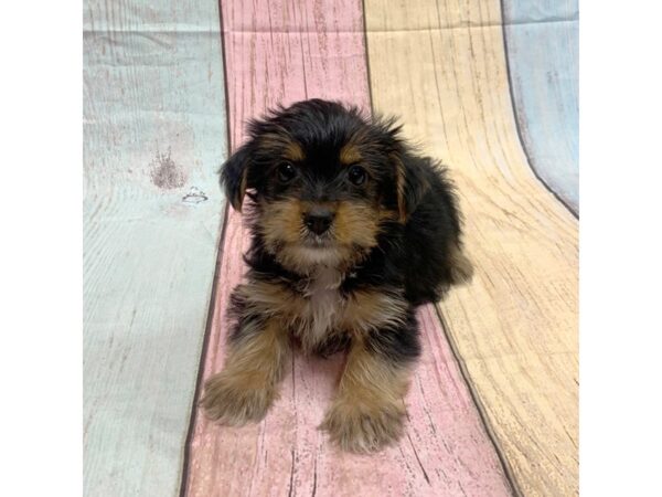 Yorkshire Terrier-DOG-Male-Black / Tan-14748-Petland Pickerington, Ohio