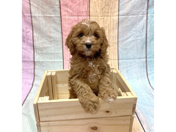 Cavapoo-DOG-Male-Red-14784-Petland Pickerington, Ohio