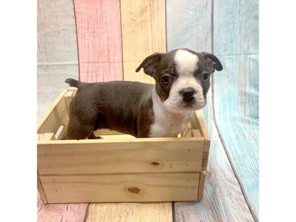 Boston Terrier-DOG-Male-Blue & Wht-14815-Petland Pickerington, Ohio