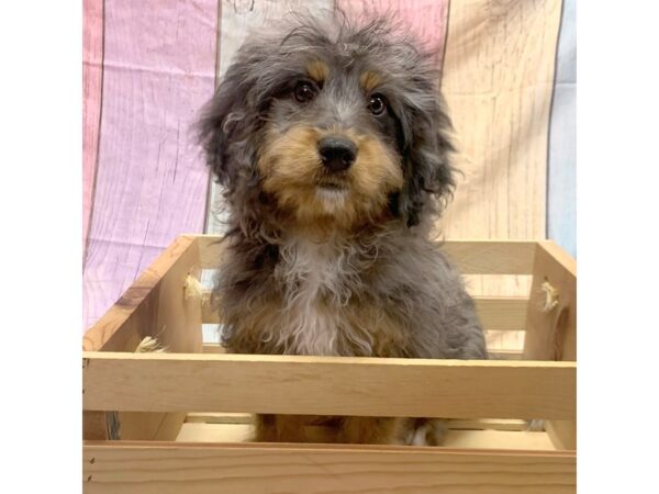 Mini Bernadoodle-DOG-Male--14793-Petland Pickerington