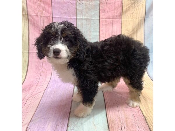Mini Bernadoodle-DOG-Female--14794-Petland Pickerington