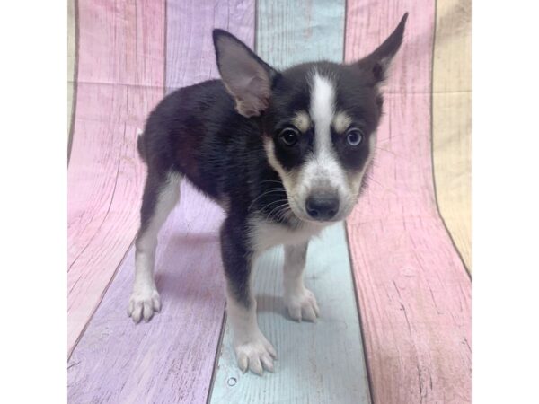 Pomsky-DOG-Male--14796-Petland Pickerington, Ohio