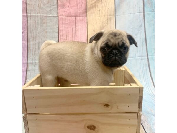 Pug-DOG-Male-Fawn-14807-Petland Pickerington, Ohio