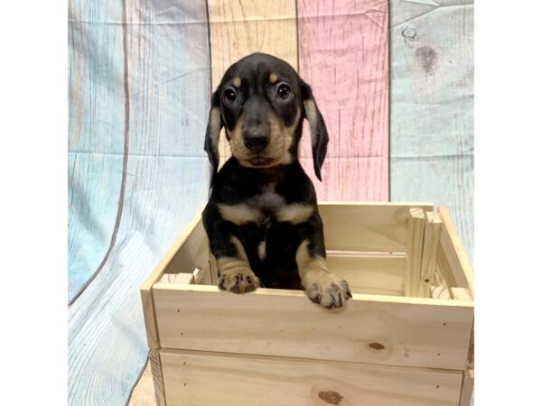 Dachshund-DOG-Male-Blk & Cr-14836-Petland Pickerington, Ohio