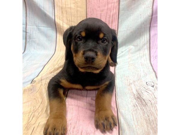 Rottweiler-DOG-Male-Blk & Rst-14835-Petland Pickerington, Ohio