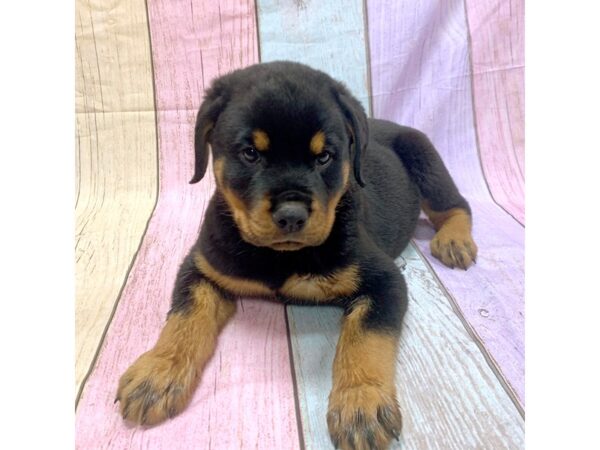 Rottweiler-DOG-Male-Blk & Rst-14834-Petland Pickerington, Ohio