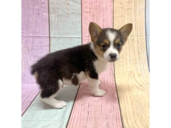 Pembroke Welsh Corgi-DOG-Male-Tri-Colored-14841-Petland Pickerington, Ohio