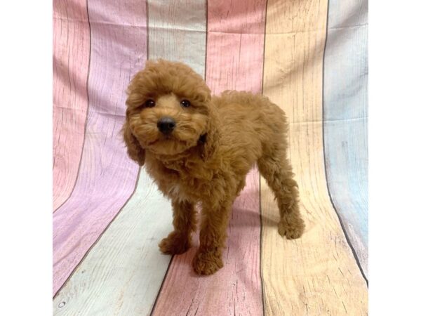 Poodle-DOG-Male-Red-14821-Petland Pickerington, Ohio