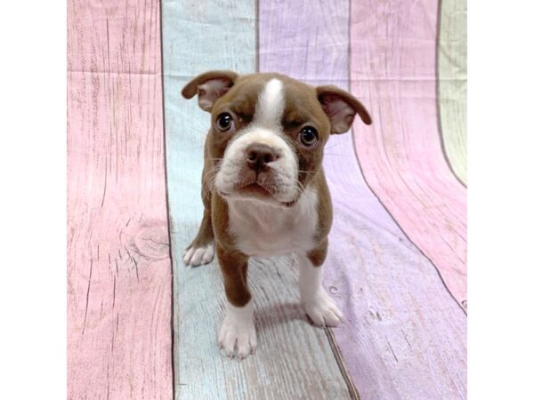 Boston Terrier-DOG-Female-Seal / White-14860-Petland Pickerington, Ohio