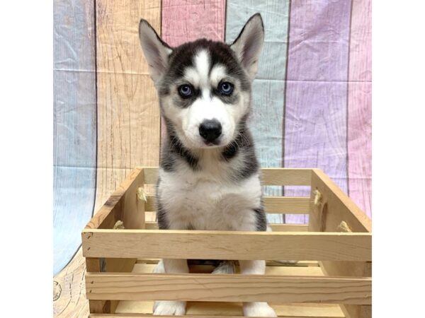 Siberian Husky-DOG-Female-Blk & Wht-14856-Petland Pickerington, Ohio