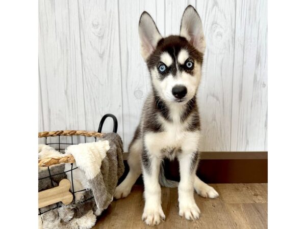 Siberian Husky-DOG-Female-Black / White-14877-Petland Pickerington, Ohio