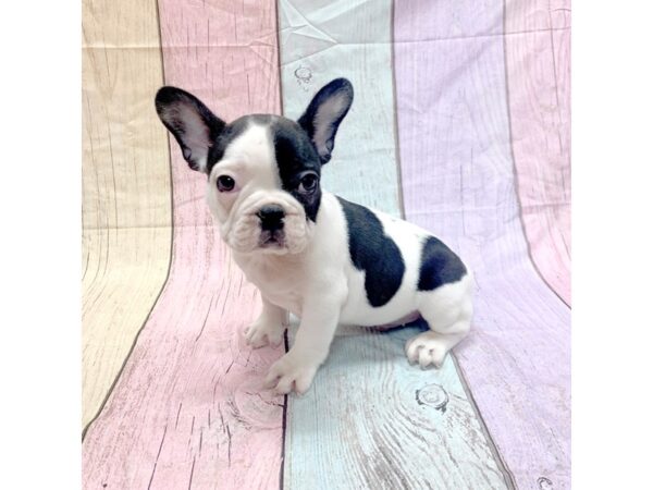 French Bulldog-DOG-Male-Black-14884-Petland Pickerington, Ohio