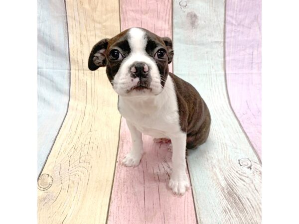 Boston Terrier-DOG-Female-Blk & Wht-14875-Petland Pickerington, Ohio