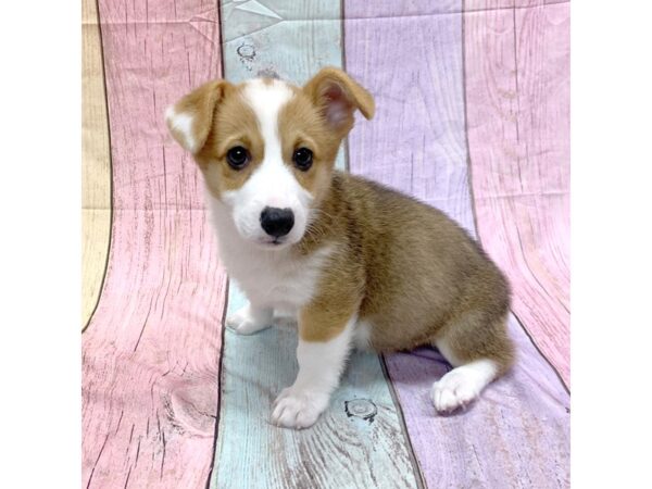 Pembroke Welsh Corgi-DOG-Female-Sable / White-14870-Petland Pickerington, Ohio