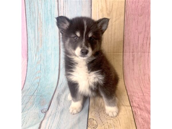 Pomsky-DOG-Male-Blk & Wht-14916-Petland Pickerington, Ohio