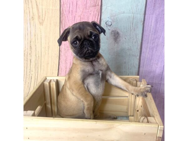 Pug-DOG-Female-Apricot Fawn-14907-Petland Pickerington, Ohio