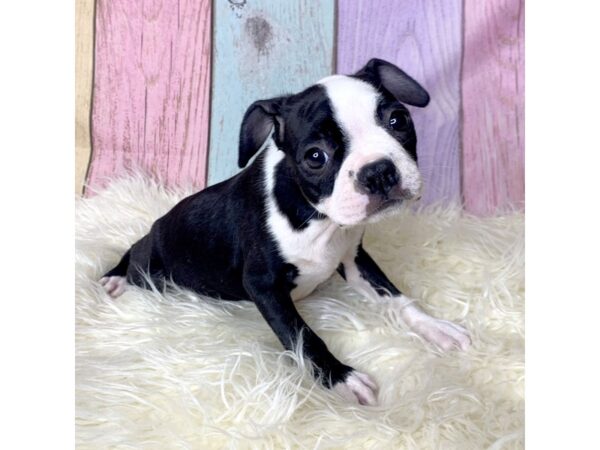 Boston Terrier-DOG-Female-Black / White-14921-Petland Pickerington, Ohio