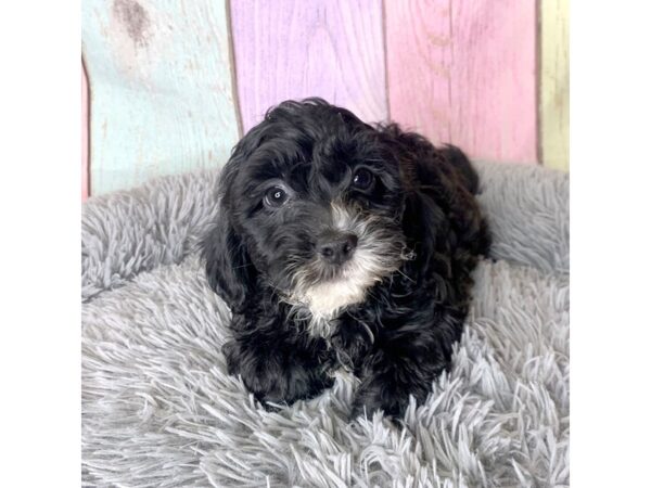 ShizaPoo-DOG--Blk-14932-Petland Pickerington