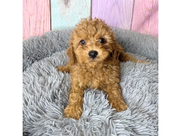 Cavapoo-DOG-Male-Rd-14930-Petland Pickerington, Ohio