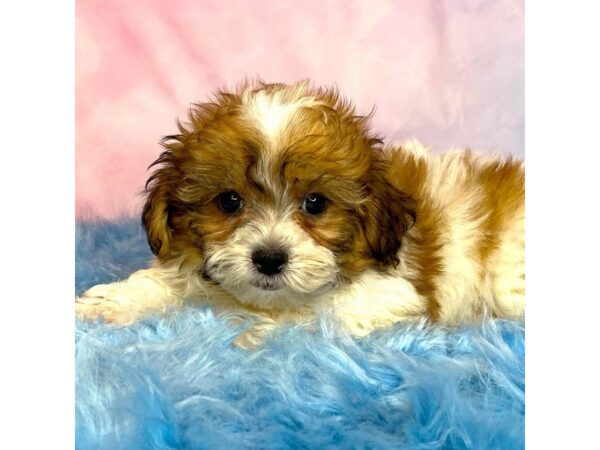 Shihpoo-DOG-Male-Tri-14961-Petland Pickerington, Ohio