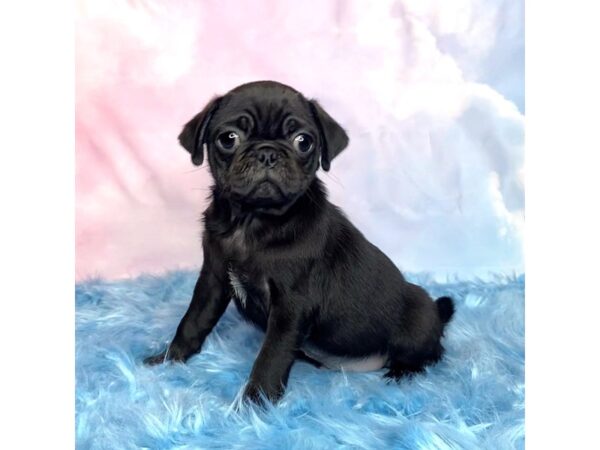 Pug-DOG-Male-Black-14956-Petland Pickerington, Ohio